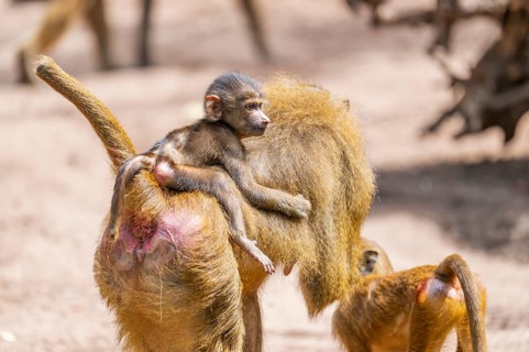 Guinea baboon (Papio papio) youngster hanging on its mothers back, Bavaria, Germany Europe