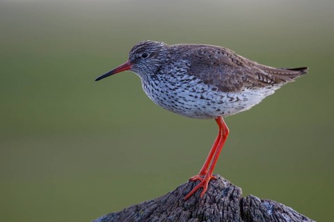 Common Redshank (Tringa totanus) perched on a pale, Netherlands