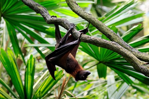 Kalong flying fox (Pteropus vampyrus), adult, climbing, in sleeping tree, during the day,