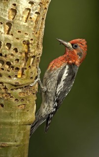 Red-breasted Sapsucker (Sphyrapicus ruber), British Columbia, Canada