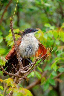 Tiputip, White-browed Coucal, (Burchells Coucal), Centropus superciliosus burchelli, White-browed