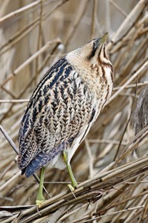 Bittern (Botaurus stellaris), camouflaged standing on reeds, Flachsee nature reserve, Canton
