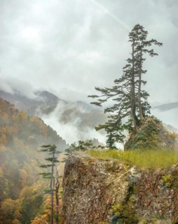 Hakusan National Park, Maiden Pine (Pinus parviflora), Super Rindo Forest Road, Hakusan National
