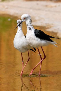 Two birds with black and white plumage standing in the water, Black Black-winged Stilt (Himantopus