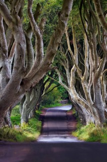 Famous beech avenue, The Dark Hedges, lonely tunnel avenue, film set, film location for Game of