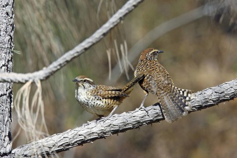 Spotted Wren Campylorhynchus gularis Cerro San Juan, Tepic, Nayarit, Mexico 29 March Adults Endemic