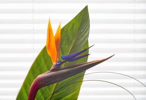 Studio photo, Strelitzia (Strelitziaceae), flower with petal, Stuttgart, Baden-Württemberg, Germany