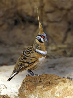 Spinifex Pigeon (Geophaps plumifera), Queensland, Australia