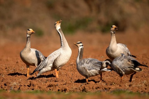 Bar-headed Goose (Anser indicus), Yunnan, China