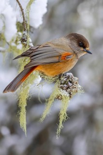 Siberian jay (Perisoreus infaustus, Corvus infaustus) perched in spruce tree in snow covered taiga