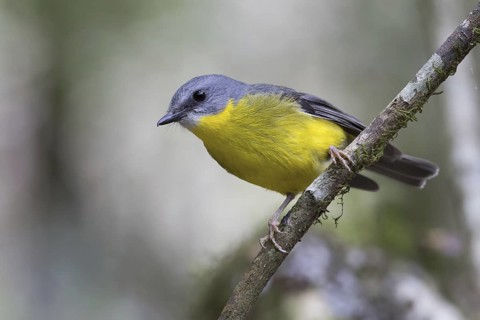 Eastern Yellow Robin (Eopsaltria australis), Queensland, Australia