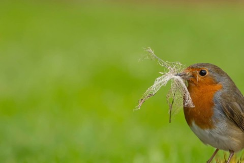 European robin (Erithacus rubecula) adult garden bird with nesting material in its beak in spring,