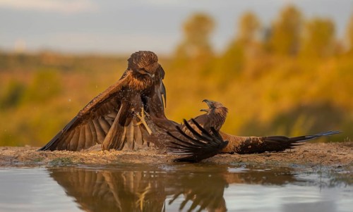 Striking image showing a confrontation between two majestic eagles by a small pond, with vibrant