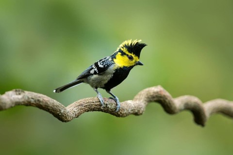 Yellow-cheeked Tit (Machlolophus spilonotus) male, Yunnan, China