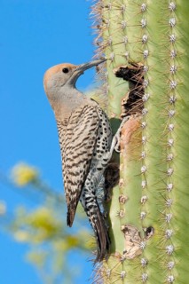 Gilded Flicker Colaptes auratus Tucson, Pima Co., ARIZONA, USA 29 April Adult Female Picidae