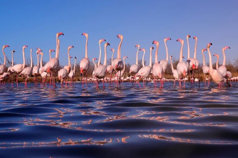 A captivating scene of pink flamingos in the nuptial stop, gathered in a shallow lake in the French