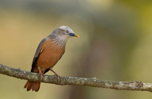 Chestnut-tailed starling (Sturnia malabarica) ., Sreepur, Gazipur, Bangladesh