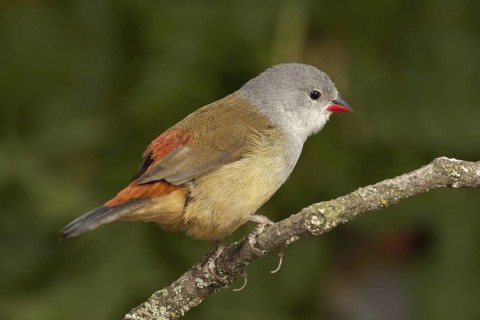 Yellow-bellied Waxbill (Coccopygia quartinia)