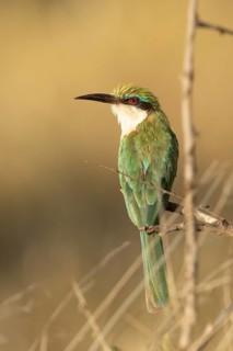 Somali Bee-eater (Merops revoilii), Samburu, Kenya