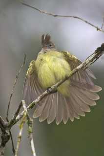 Yellow-bellied Elaenia (Elaenia flavogaster), Costa Rica