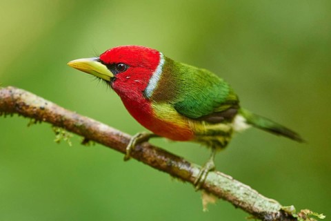 Red-headed Barbet (Eubucco bourcierii) male perched on a branch, Ecuador