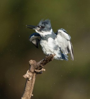Belted Kingfisher (Megaceryle alcyon) male, Florida, USA