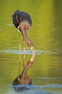 Black Stork (Ciconia nigra) juvenile foraging, Saxony-Anhalt, Germany