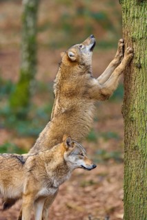 Wolf (Canis lupus), two wolves interacting one standing on a tree trunk in the forest, Germany