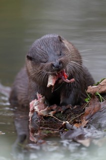 Eurasian otter (Lutra lutra) adult animal feeding on a fish on a river bank, England, United