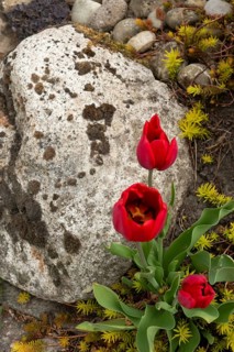 Garden tulips, gravel bed, native garden, East Frisia, Germany
