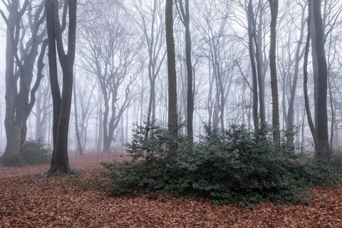 Beech forest (Fagus sylvatica) in the fog, Emsland, Lower Saxony, Germany