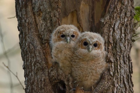 Tawny Owl (Strix aluco) two chicks looking out from breeding hole, Saxony, Germany