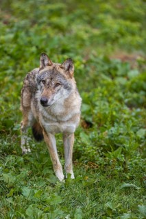 One adult eurasian gray wolf (Canis lupus lupus) walking through the green undergrowth at a forest