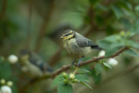 Blue tit (Cyanistes Caeruleus) juvenile garden bird on a shrub in summer, Suffolk, England, United