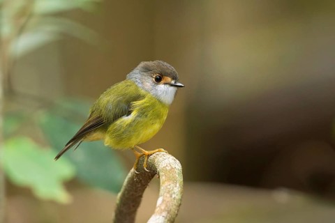 Pale-yellow Robin (Tregellasia capito nana) perched on a branch, Queensland, Australia