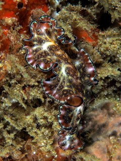 A Persian carpet swirl worm (Pseudobiceros bedfordi) with a striking pattern and wavy edges crawls