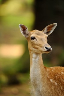 Close-up of a calm deer in the forest with soft light and green background, fallow deer (Dama dama)