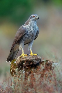 Northern northern goshawk (Accipiter gentilis), Autour des palombes, Hides De Calera / Goshawk