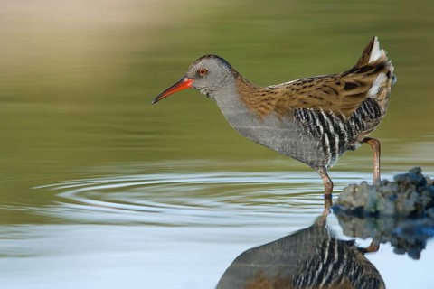 Water Rail (Rallus aquaticus) foraging, Tuscany, Italy