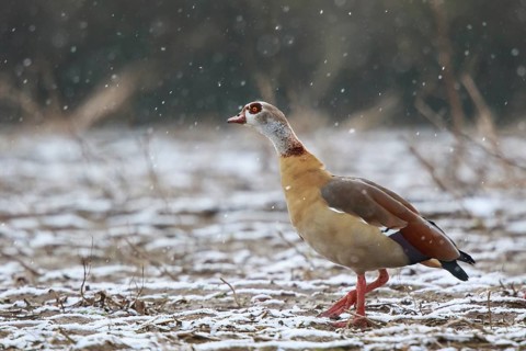 Egyptian Goose (Alopochen aegyptiaca), North Rhine-Westphalia, Germany