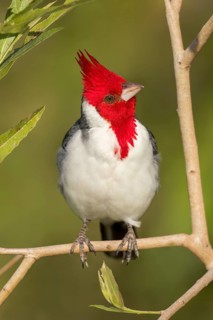 Red-crested Cardinal (Paroaria coronata) perched on a branch in the Pantanal of Brazil