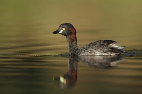 Australasian Grebe (Tachybaptus novaehollandiae), Australian Capital Territory, Australia
