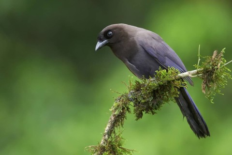 Purplish Jay (Cyanocorax cyanomelas) perched on a branch in Bolivia, South America