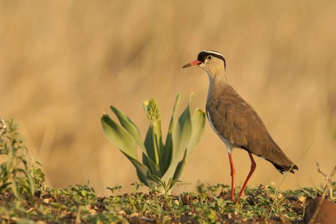 Crowned Lapwing (Vanellus coronatus), Mpumalanga, South Africa