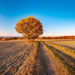 Field landscape in evening light, solitary oak on a dirt road in full autumn colors, ploughed