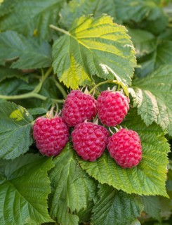 Dwarf raspberry (Rubus idaeus RUBY BEAUTY), Germany