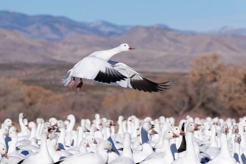 Snow Goose (Anser caerulescens) flying, New Mexico, USA
