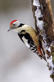 Middle Spotted Woodpecker (Dendrocoptes medius), Saxony-Anhalt, Germany