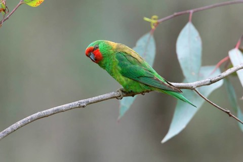 Little Lorikeet (Parvipsitta pusilla), Victoria, Australia