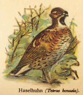 Hazel grouse (Tetrastes bonasia) or World of Birds, historical illustration 1890